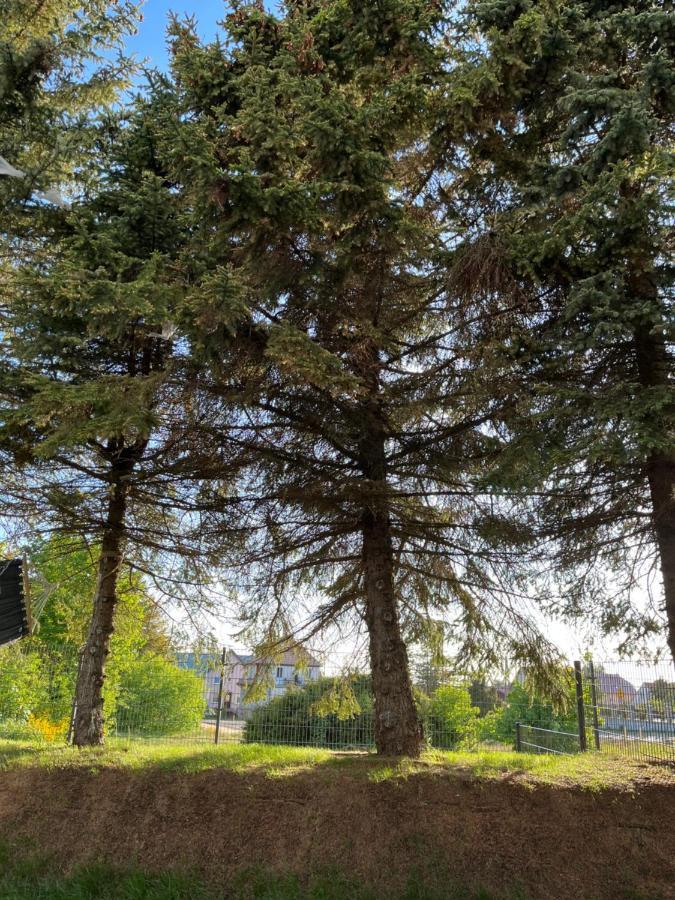 Apartament Pod Swierkiem Jastrzębia Góra Esterno foto